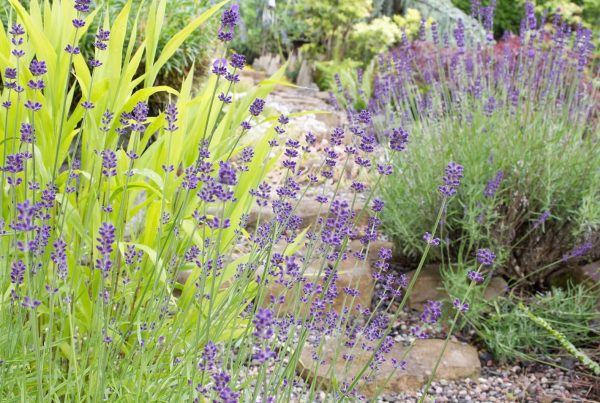 Kiesgarten mit Lavendel