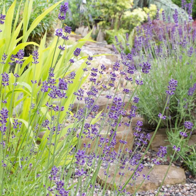 Kiesgarten mit Lavendel