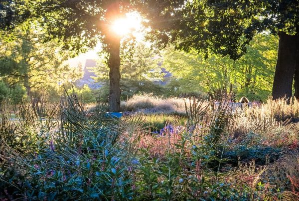 Blühende Gräser im Sommergarten