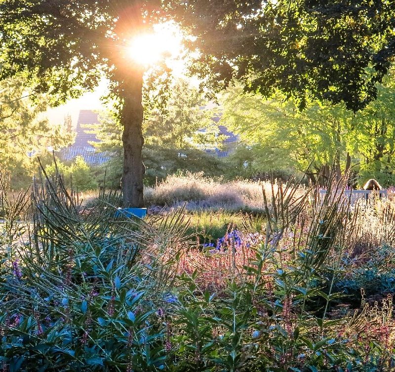 Blühende Gräser im Sommergarten