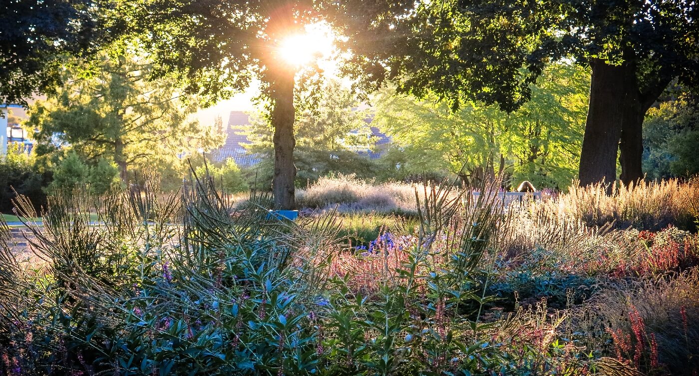 FRÜHBLÜHENDE GRÄSER FÜR DEN SOMMERGARTEN