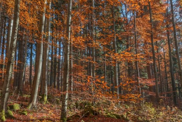 Wald im Herbst