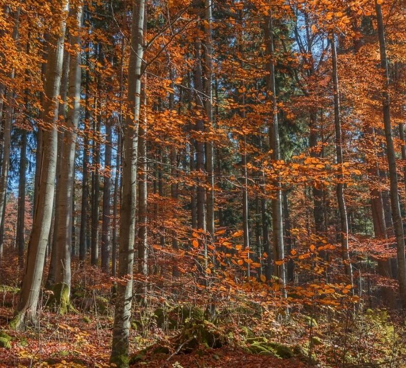 Wald im Herbst