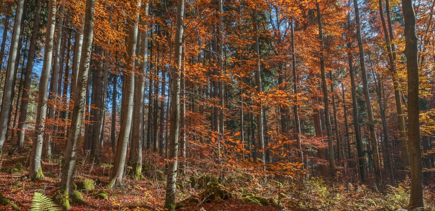 DUFTFAMILIEN – TEIL 3: HOLZIGE DÜFTE