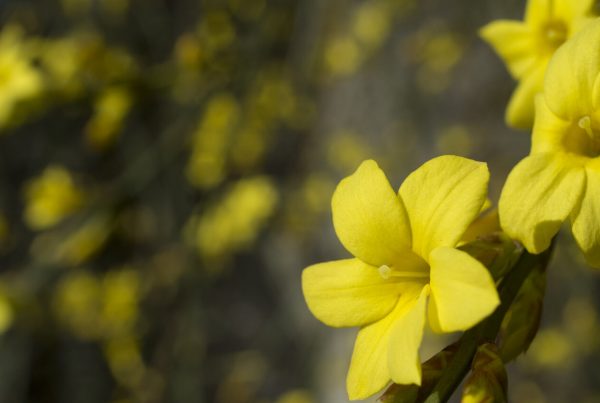 Winterharte Pflanzen im Garten