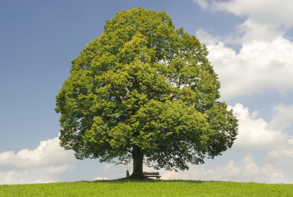 Baum: Die Linde