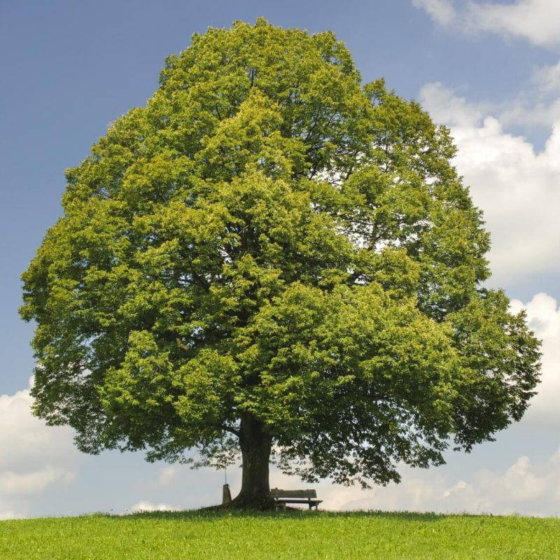 Baum: Die Linde