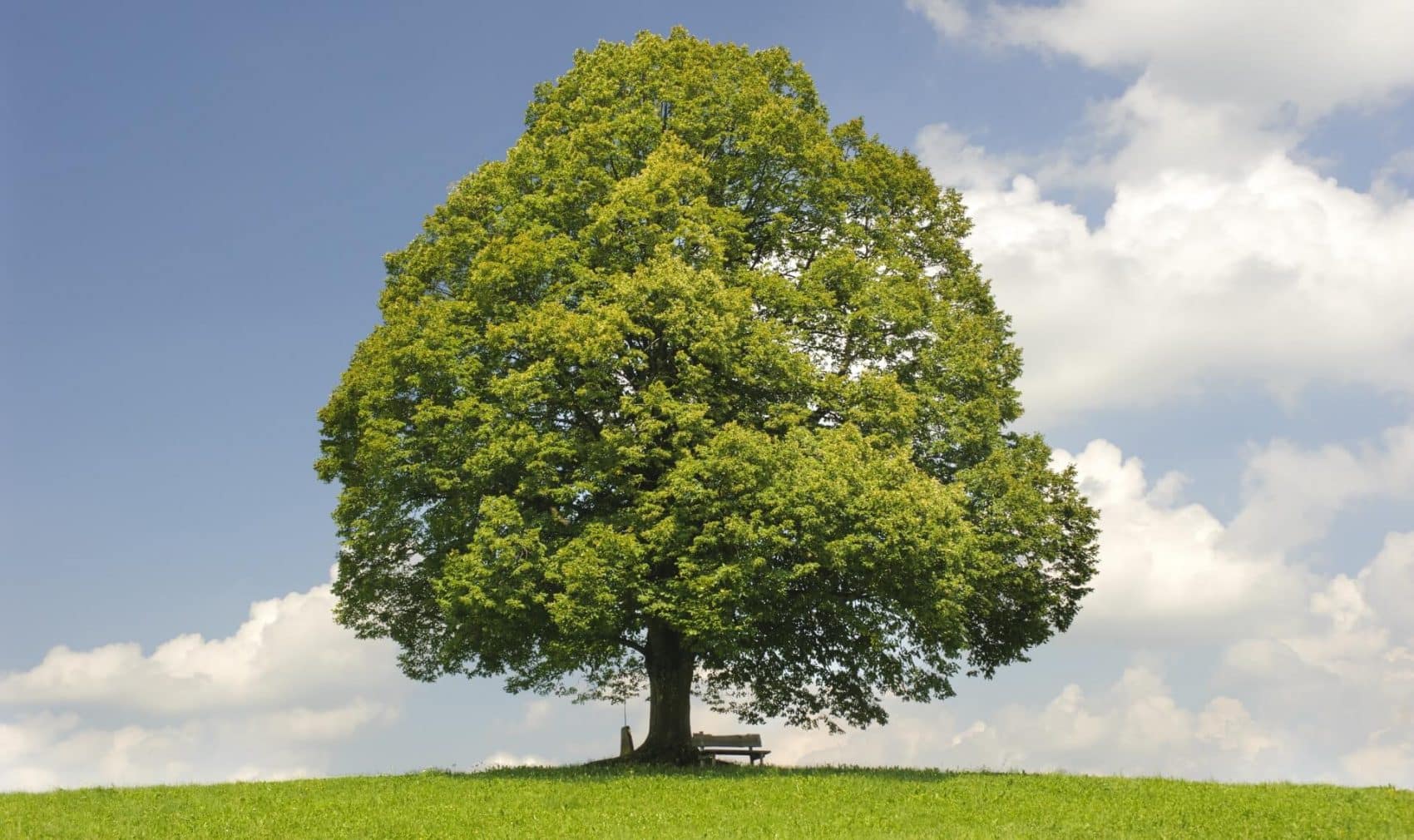 WUNDERWERK BAUM TEIL 1: DIE LINDE