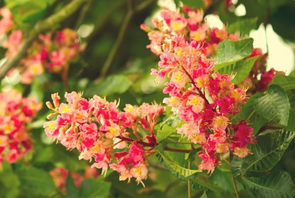 Kastanie Kastanienblüte