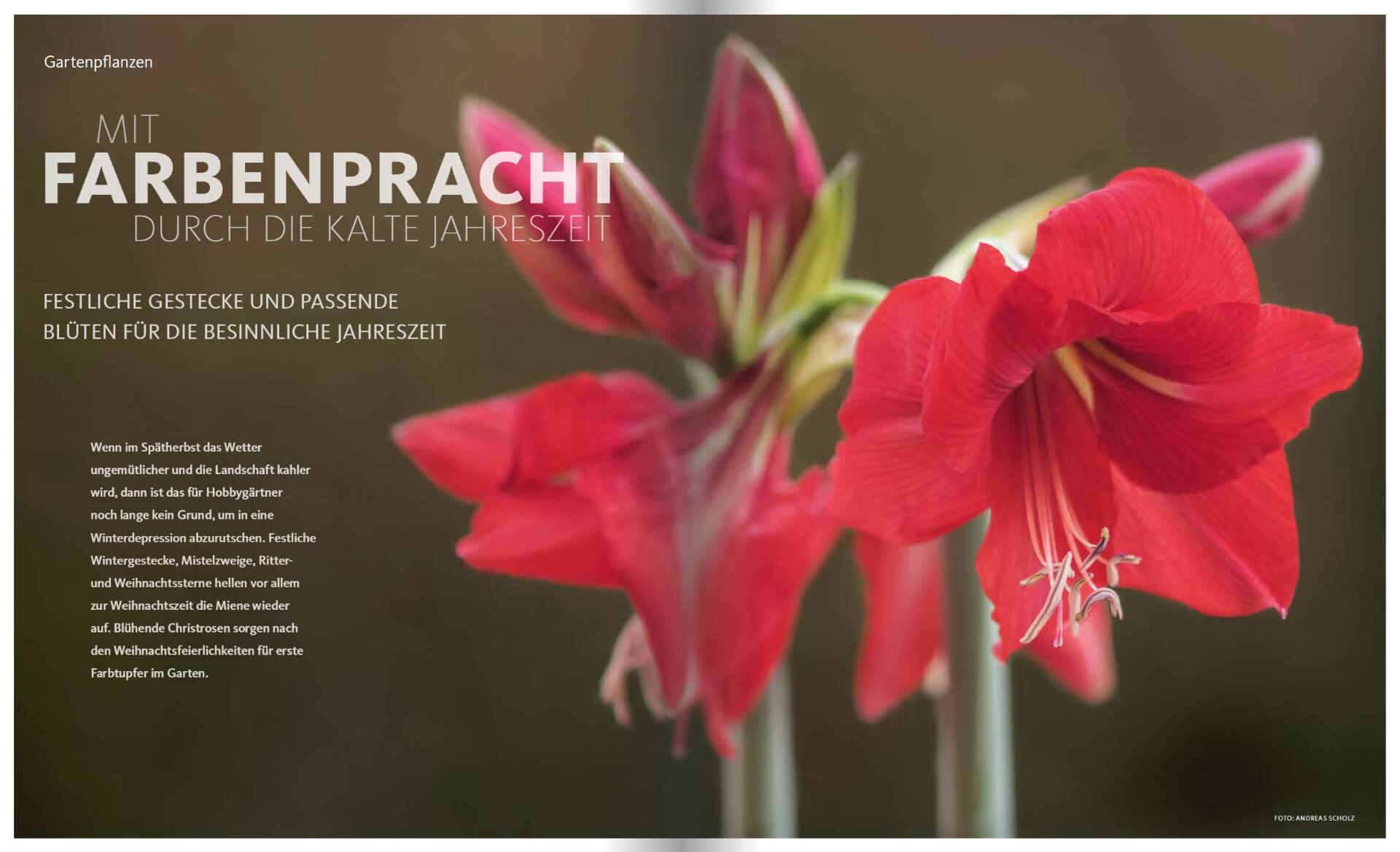 GARTENDESIGN INSPIRATION Ausgabe 6/2019: Gartenpflanzen und Farbenpracht im Winter