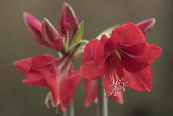 Amarylis Blüte