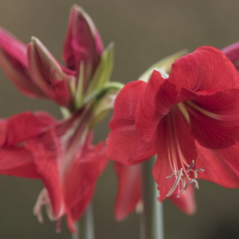 Amarylis Blüte