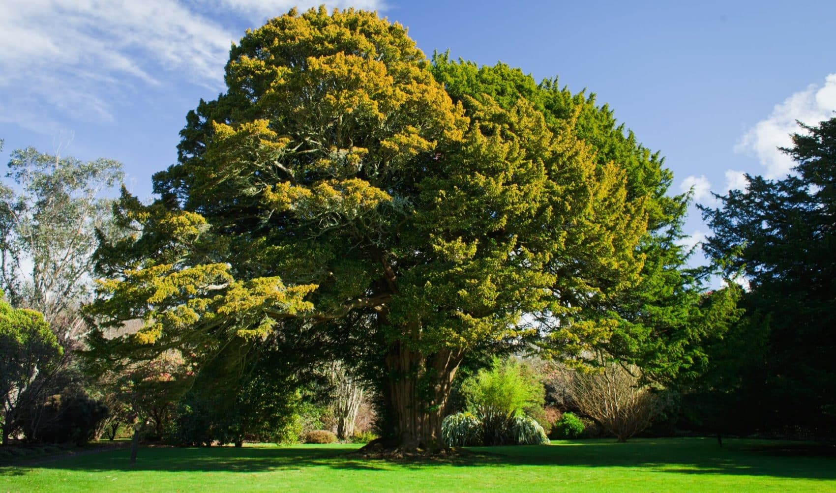 WUNDERWERK BAUM TEIL 3: DIE EIBE