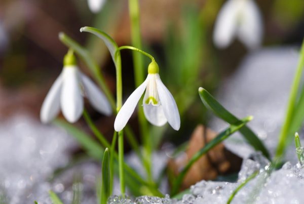 Schneeglöckchen