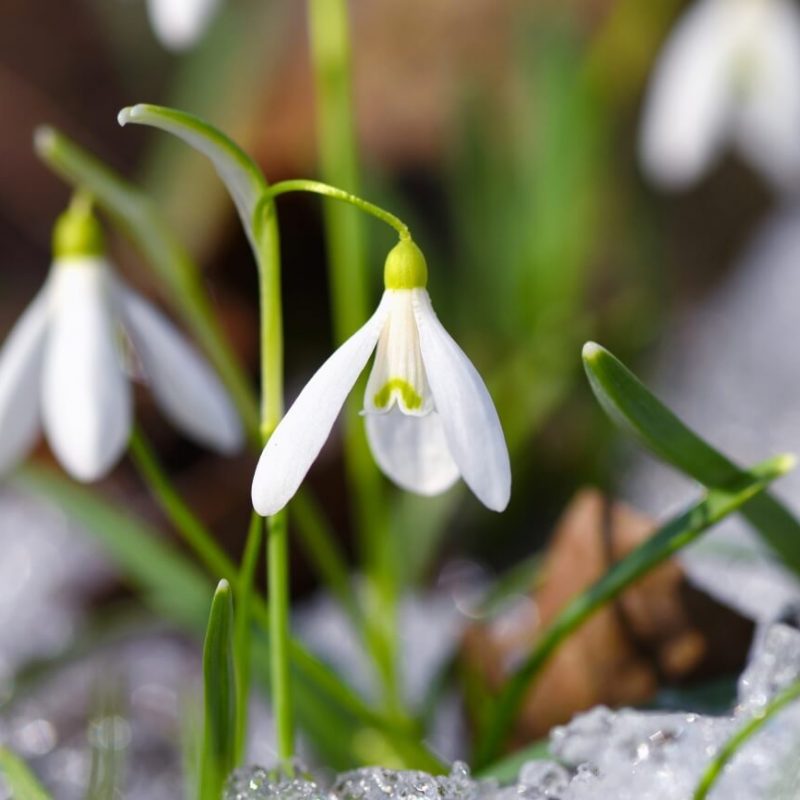 Schneeglöckchen