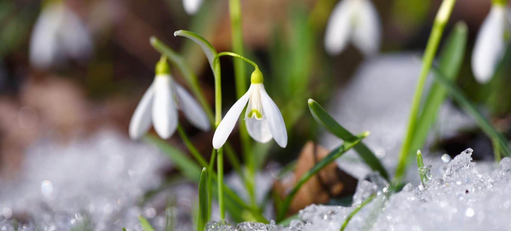 WEISSE SCHÖNHEIT: SCHNEEGLÖCKCHEN